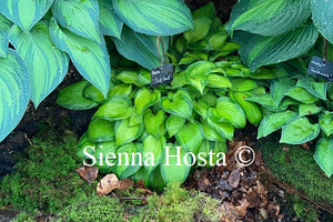 Hosta 'Tick Tock'