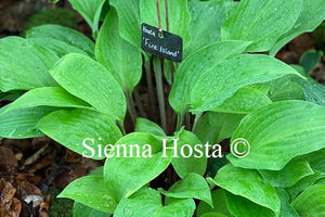 Hosta 'Fire Island'