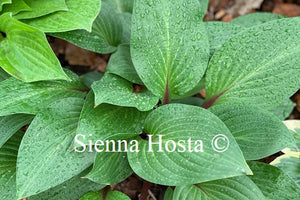 Hosta 'First Blush'