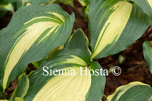 Hosta 'Raspberry Sundae'