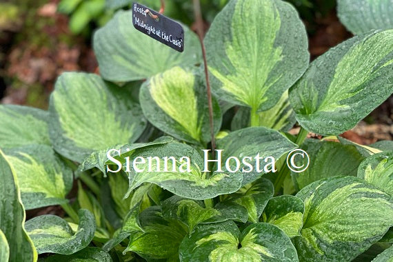 Hosta 'Midnight at the Oasis'