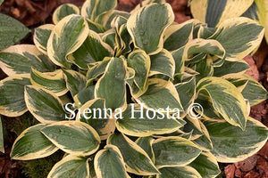 Hosta 'Bedazzled'