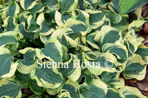 Hosta 'Mini Skirt'