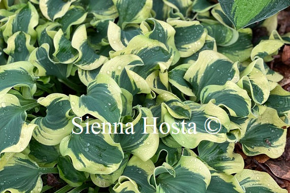 Hosta 'Mini Skirt'