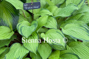 Hosta 'Paradise Island'