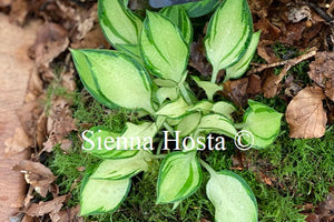 Hosta 'Ruffled Pole Mouse'
