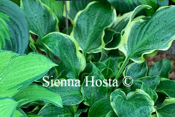 Hosta 'Sugar and Spice'