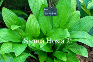 Hosta 'Cherry Tart'