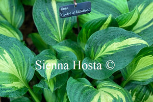 Hosta 'Center of Attention'