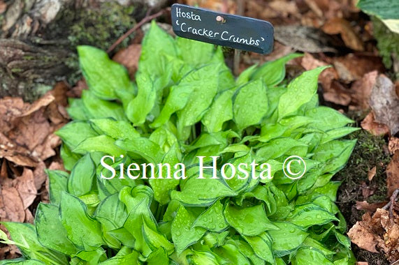 Hosta 'Cracker Crumbs'