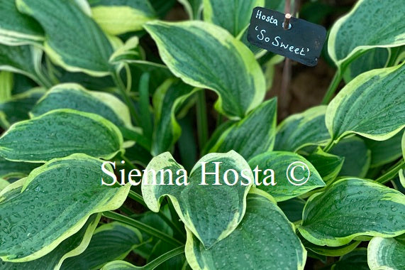 Hosta 'So Sweet'