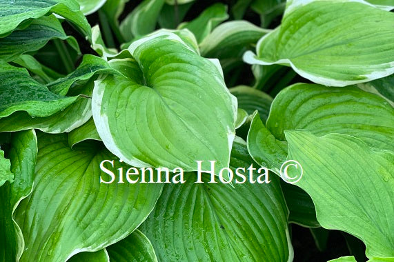 Hosta 'Winter Snow'