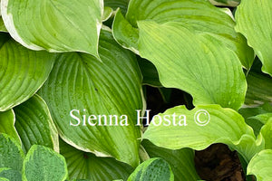 Hosta 'Winter Snow'