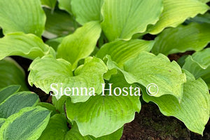 Hosta 'Ruffed Up'