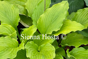 Hosta 'Ruffed Up'