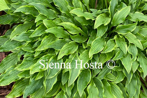 Hosta 'Tattle Tails'