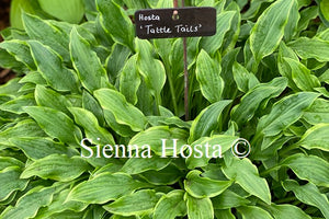 Hosta 'Tattle Tails'