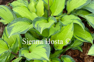 Hosta 'Volcano Island'