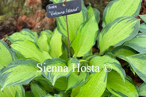 Hosta 'Volcano Island'