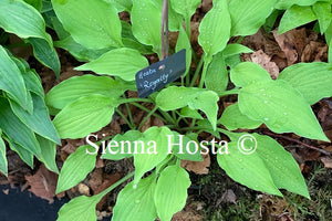 Hosta 'Royalty'