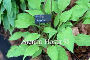 Hosta 'Royalty'