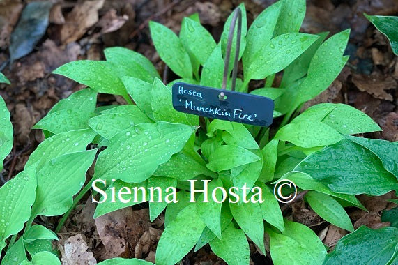 Hosta 'Munchkin Fire'