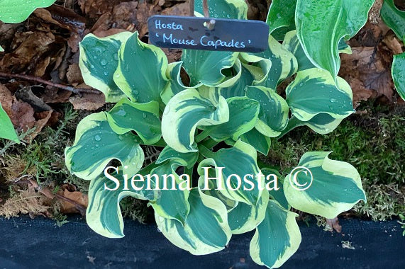 Hosta 'Mouse Capades'