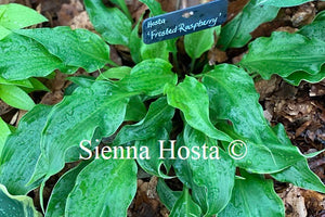 Hosta 'Frosted Raspberry'