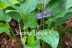 Hosta 'Royal Standard'