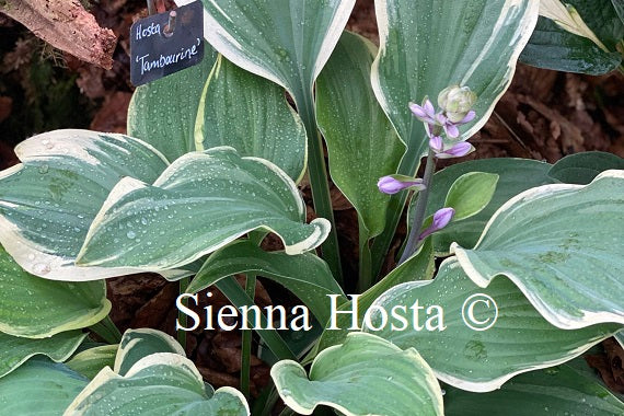 Hosta 'Tambourine'