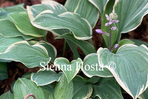 Hosta 'Tambourine'