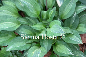 Hosta 'Hanky Panky'