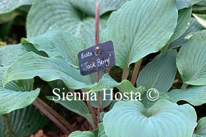 Hosta 'Jack Berry'