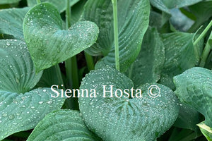 Hosta 'Humpback Whale'