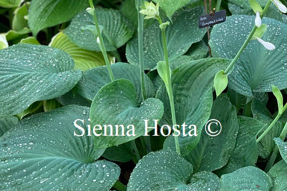 Hosta 'Humpback Whale'