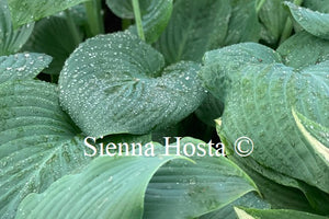 Hosta 'Humpback Whale'