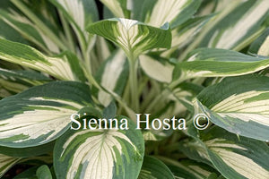 Hosta 'Hakumuo'