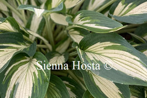 Hosta 'Hakumuo'