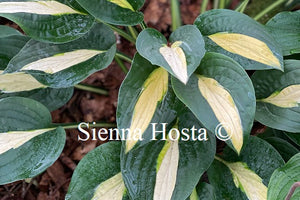 Hosta 'Alan Titchmarsh'