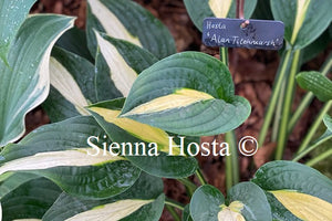 Hosta 'Alan Titchmarsh'