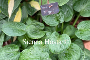 Hosta 'Nippers'