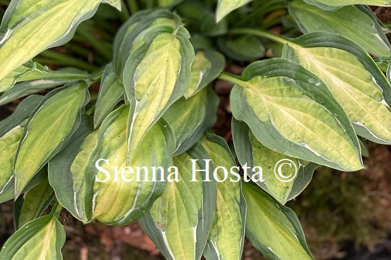 Hosta 'Moulin Rouge'