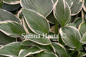 Hosta 'Francee'