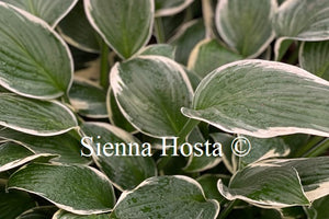 Hosta 'Francee'