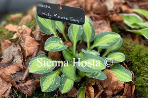 Hosta 'Holy Mouse Ears'