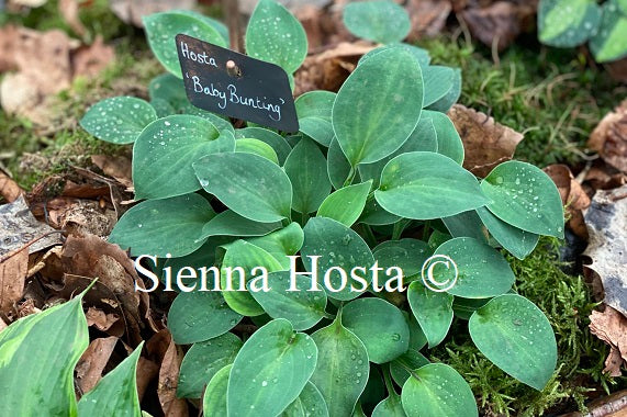 Hosta 'Baby Bunting'