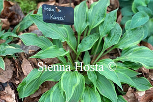 Hosta 'Kanzi'