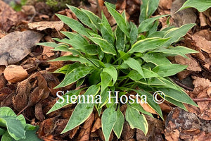 Hosta 'Little Devil'