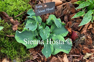 Hosta 'School Mouse'