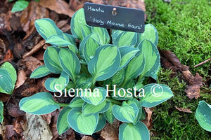 Hosta 'Holy Mouse Ears'